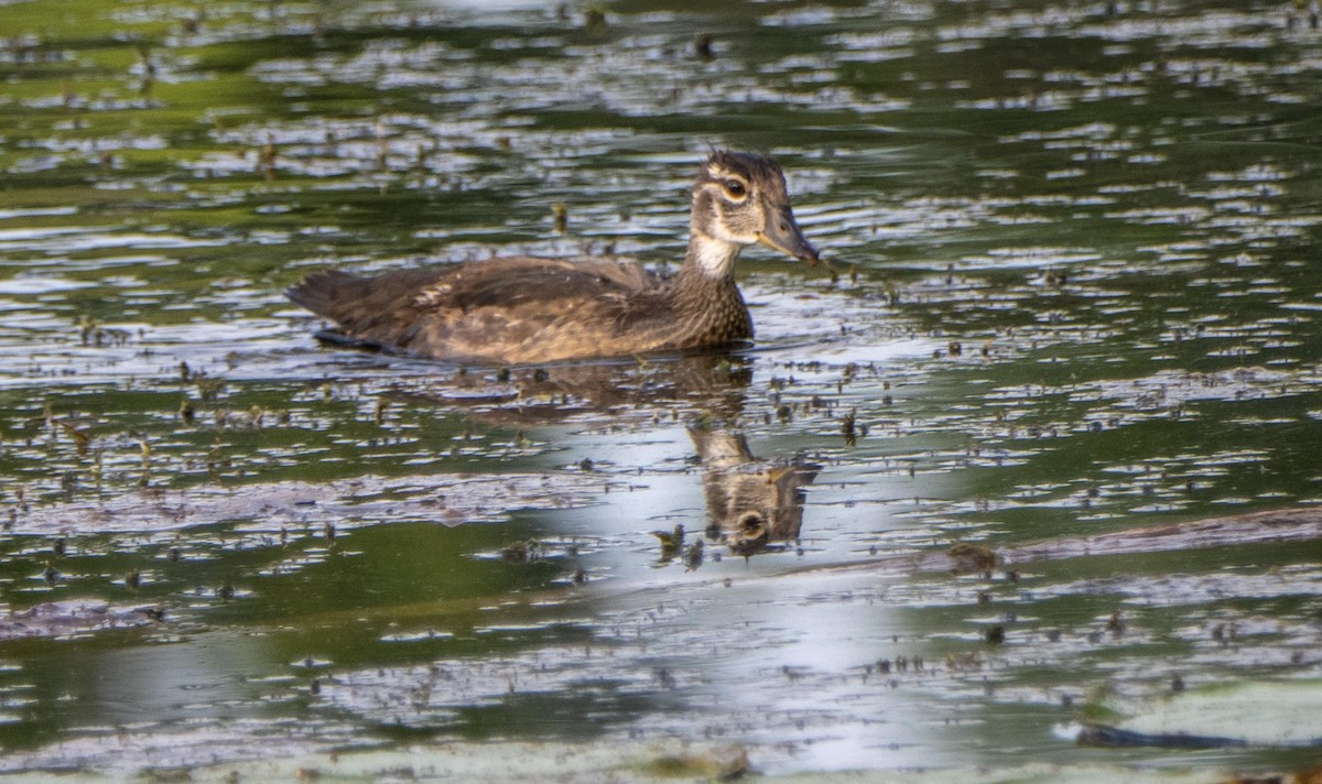 kachnička karolínská - ML644551664