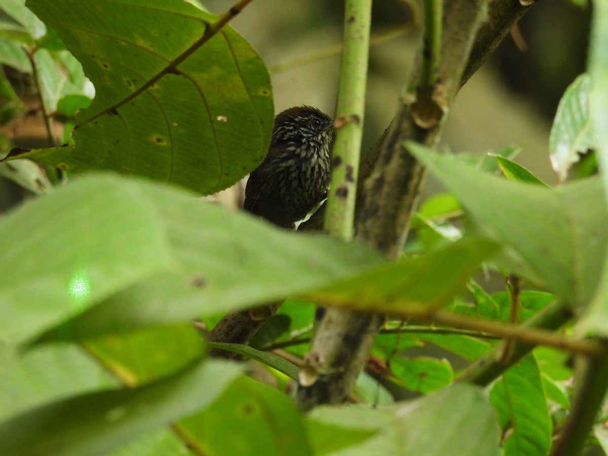Streak-headed Woodcreeper - ML644551665