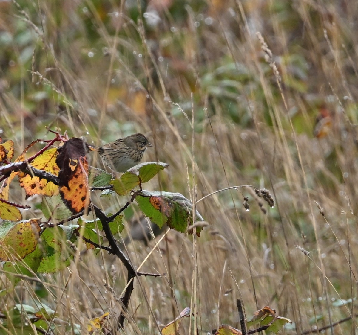 strnadec pruhohlavý - ML644551666