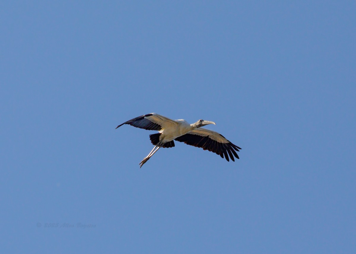 Wood Stork - ML644551671