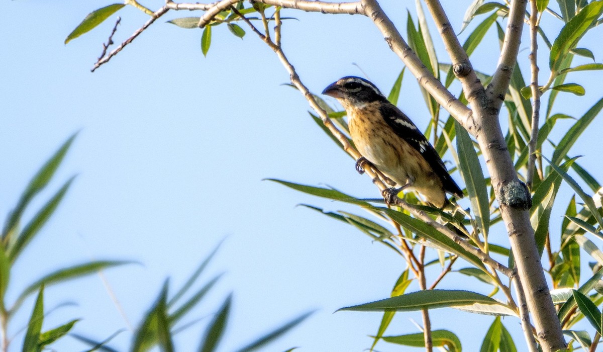 Rose-breasted Grosbeak - ML644551672