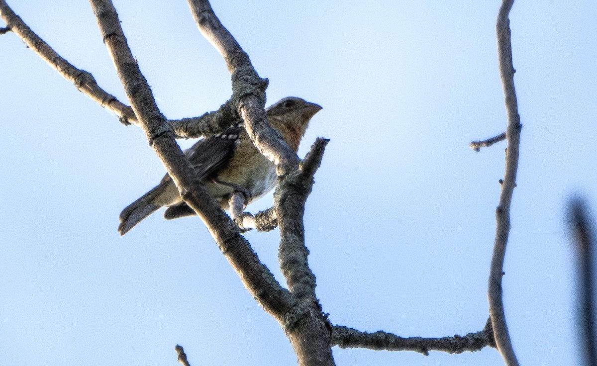 Rose-breasted Grosbeak - ML644551673