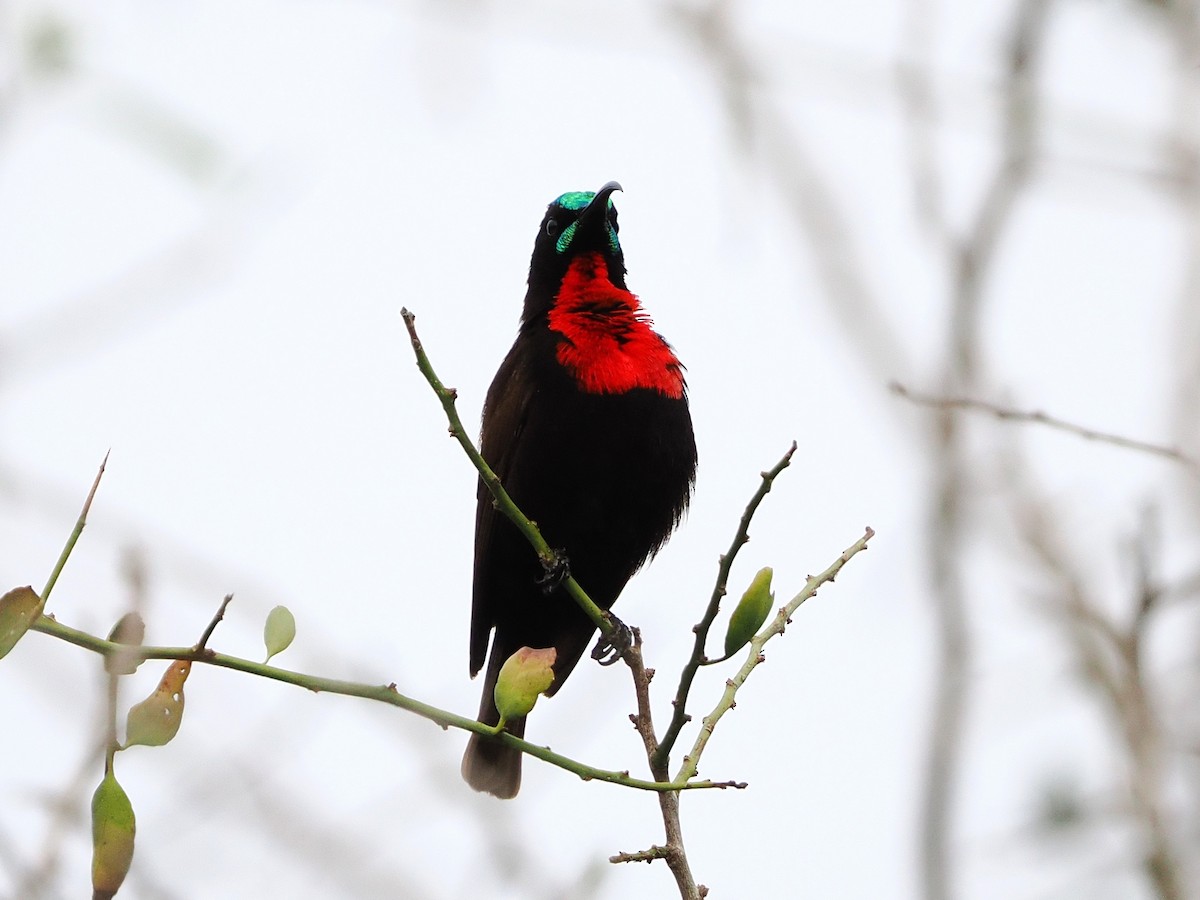 Rotbrust-Glanzköpfchen - ML644551682