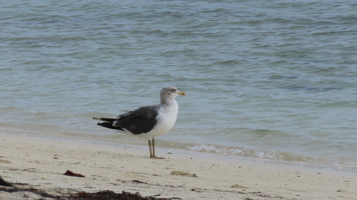 sildemåke - ML644551705