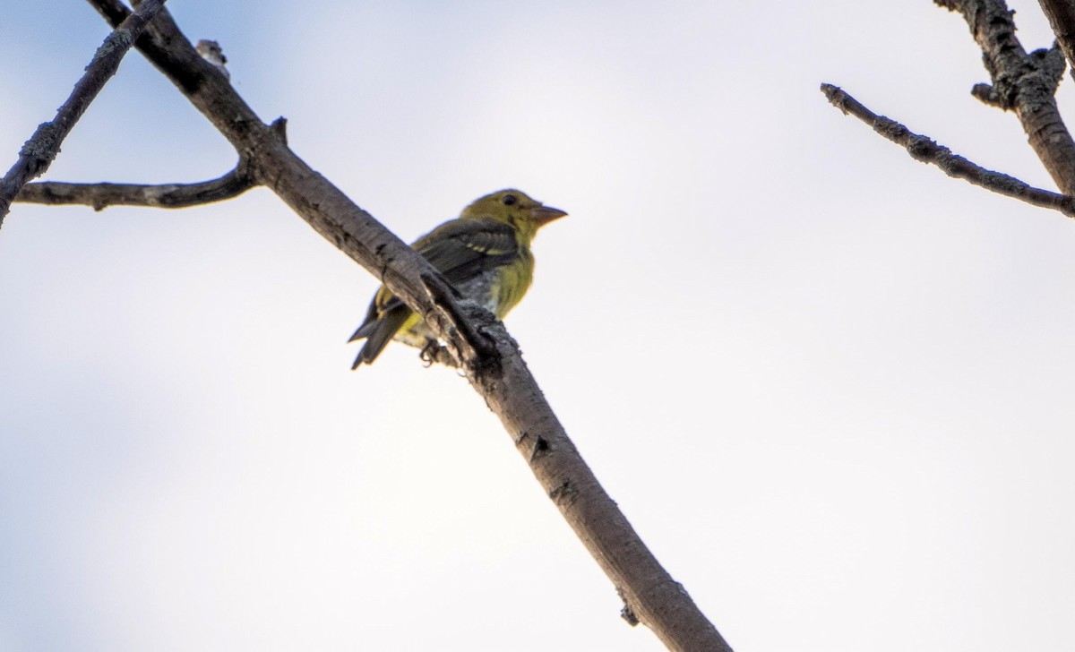 Piranga gorri-beltza - ML644551708