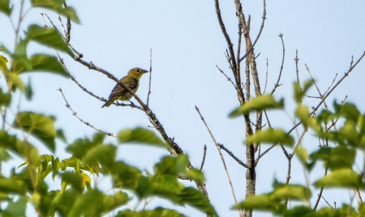 Piranga gorri-beltza - ML644551709