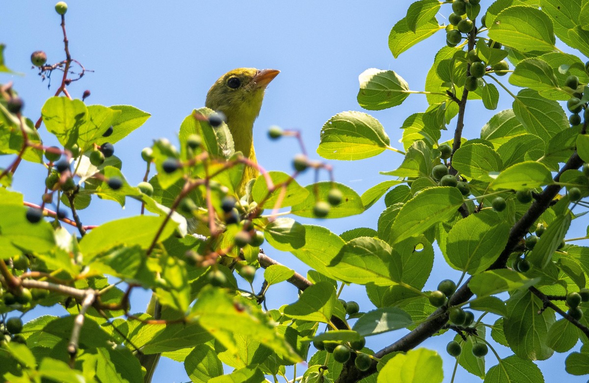 Piranga gorri-beltza - ML644551710