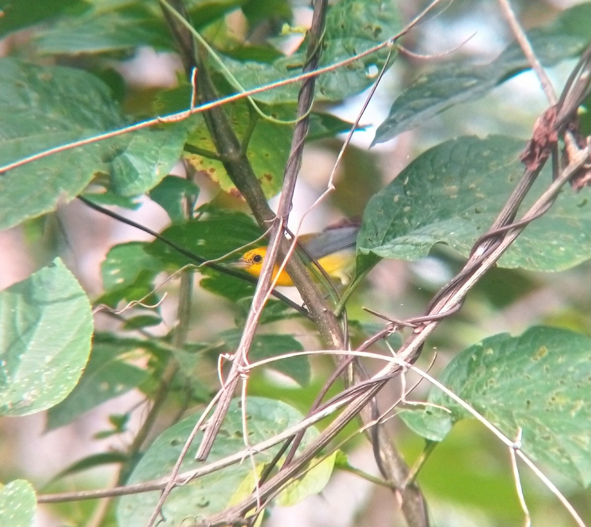 オウゴンアメリカムシクイ - ML644551714