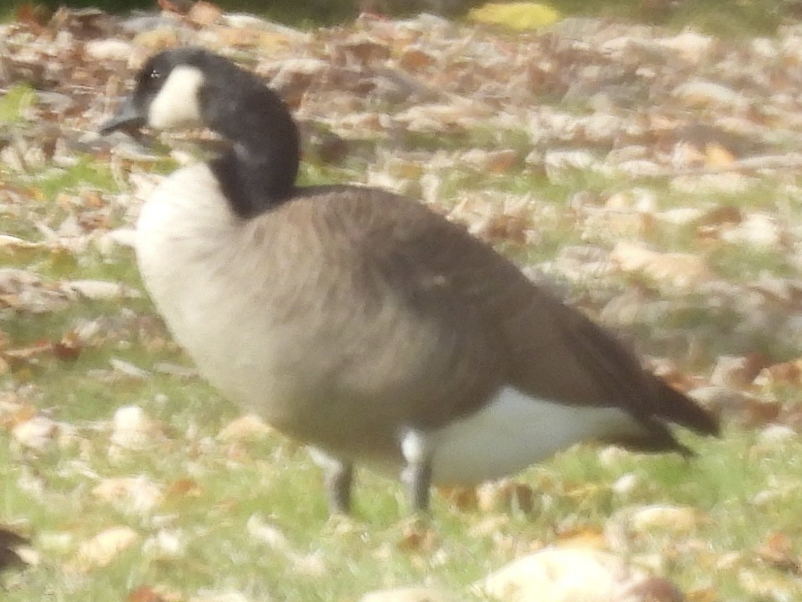 Canada Goose - ML644551744