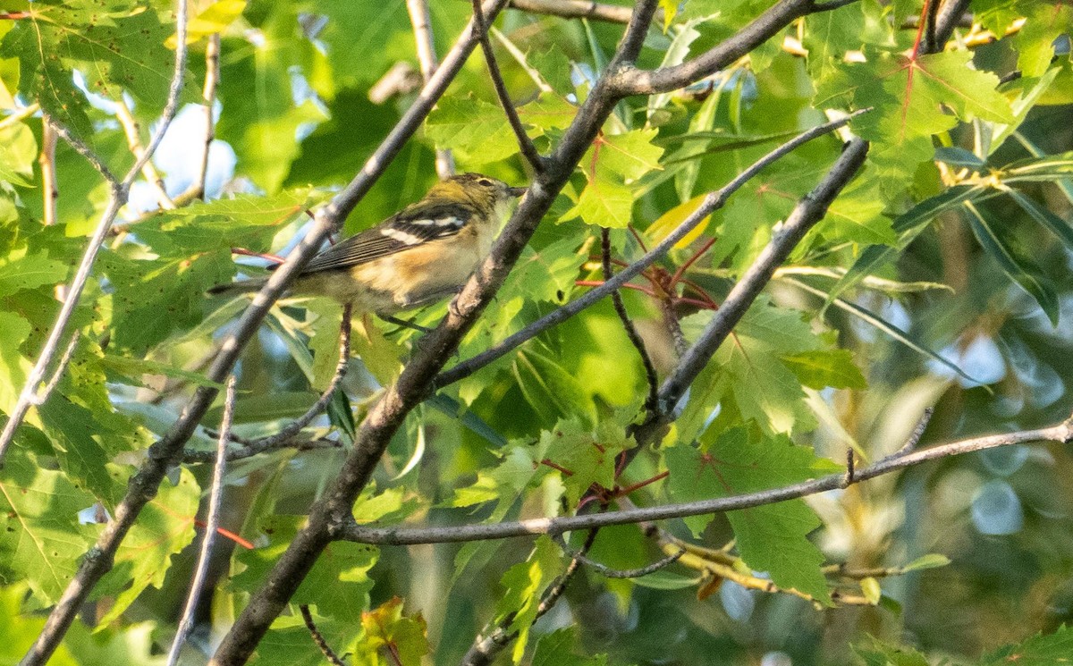 Kestane Gerdanlı Ötleğen - ML644551746