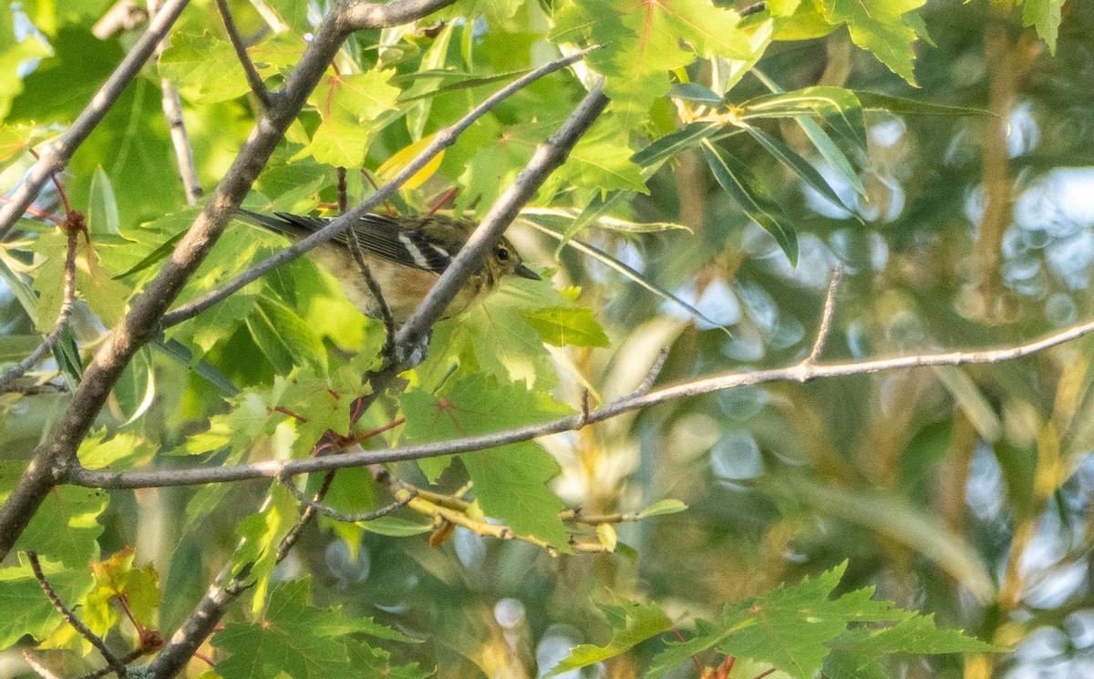 Kestane Gerdanlı Ötleğen - ML644551747