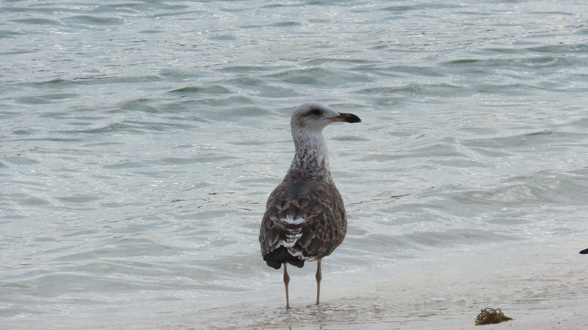 sildemåke - ML644551749