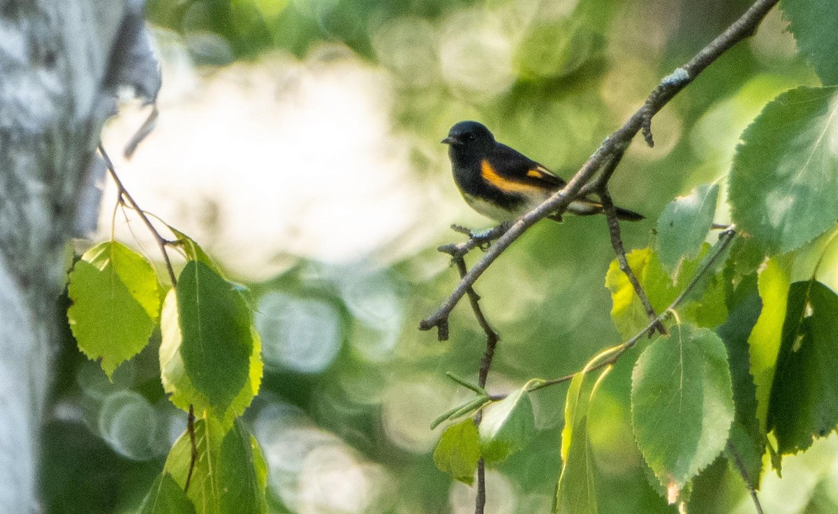 Kızıl Kuyruklu Ötleğen - ML644551754