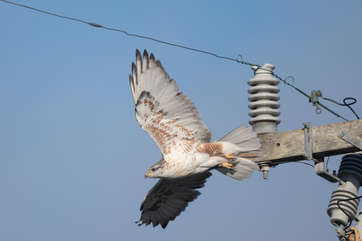 Königsbussard - ML644551765