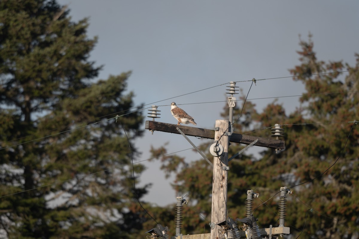 Königsbussard - ML644551766