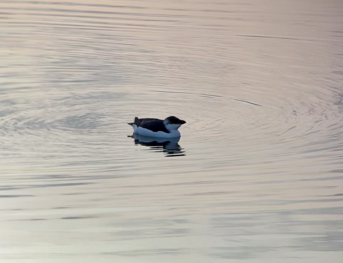 オオハシウミガラス - ML644551769