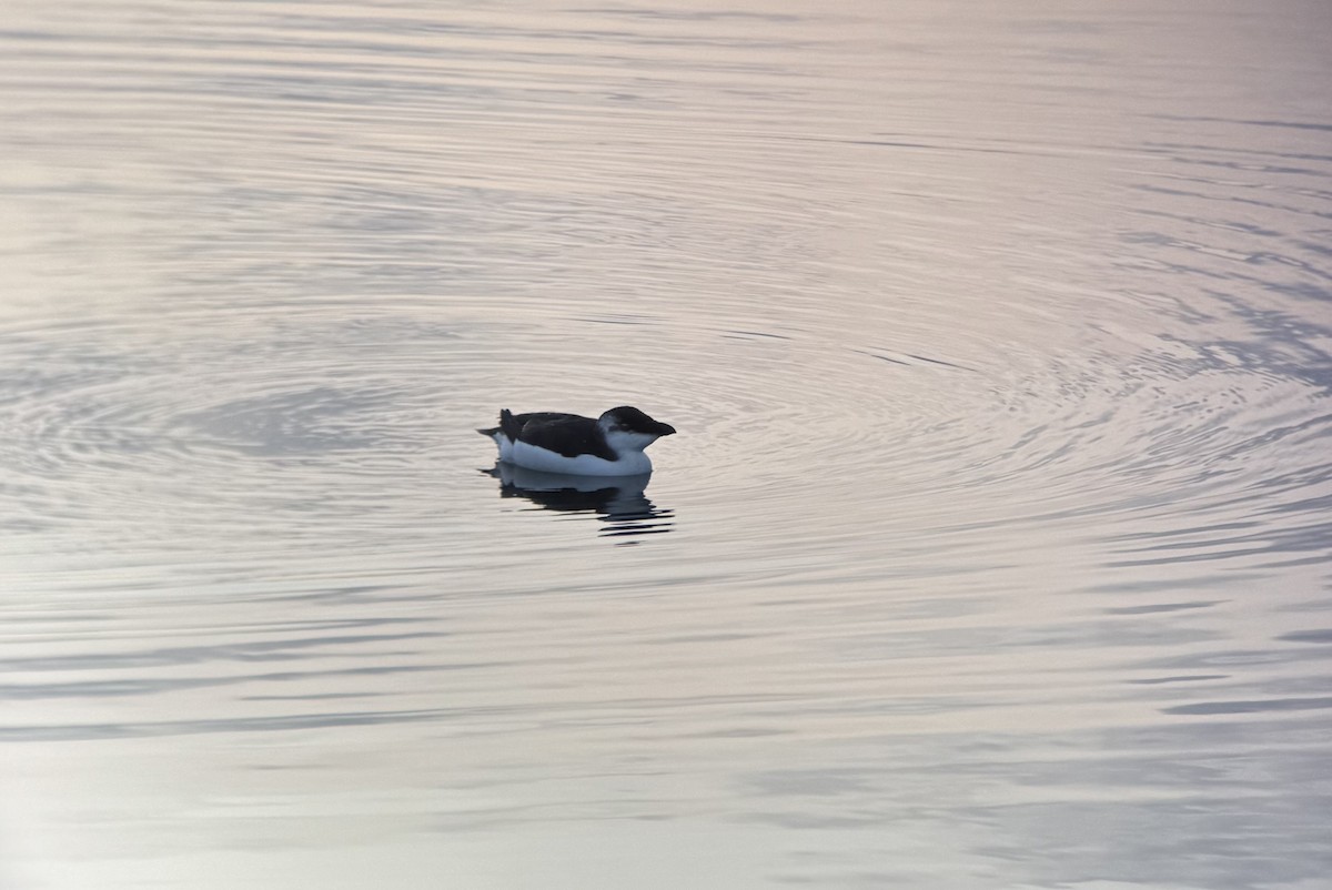 オオハシウミガラス - ML644551770