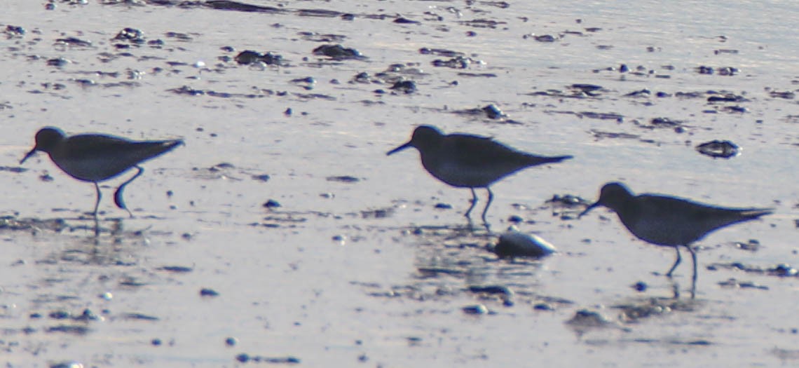 jespák tundrový - ML644551771