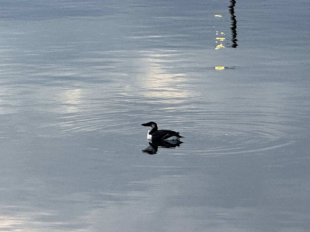 オオハシウミガラス - ML644551772