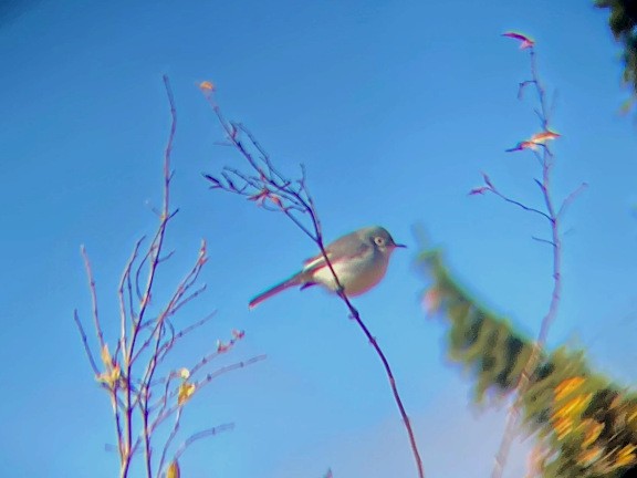 Blue-gray Gnatcatcher - ML644551775