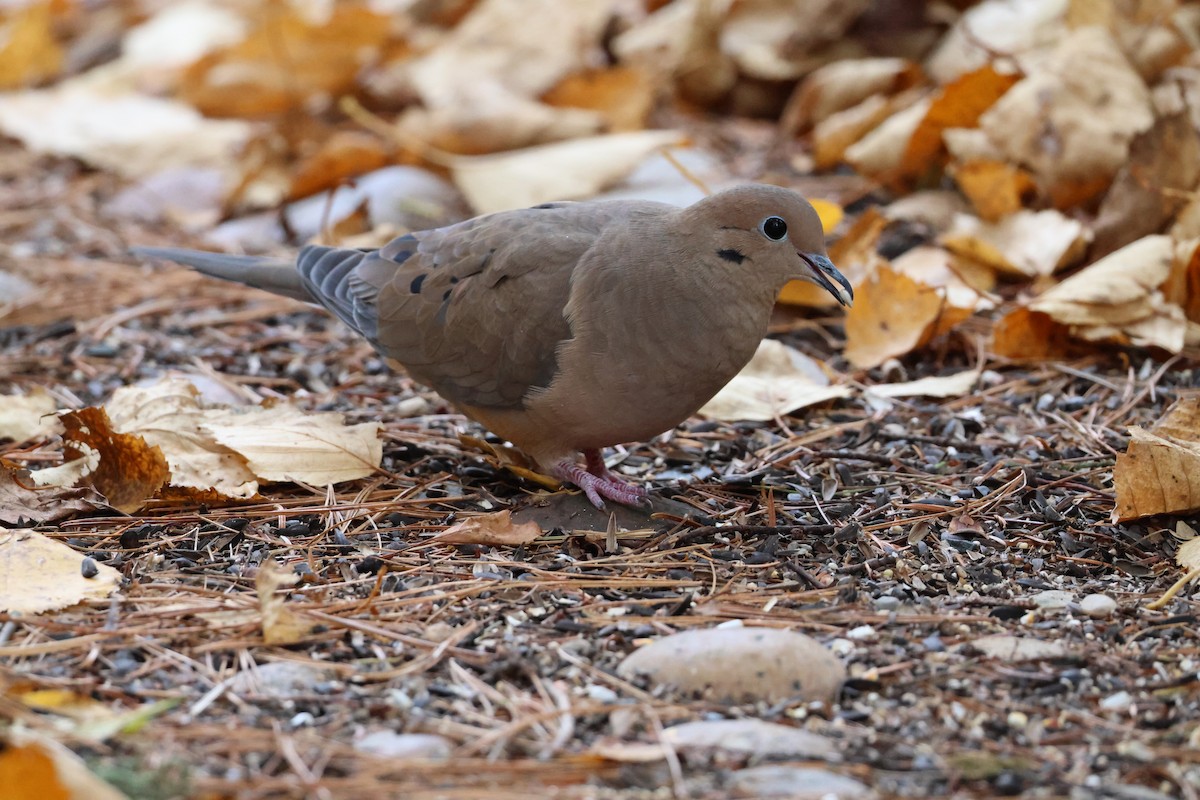 Mourning Dove - ML644551783