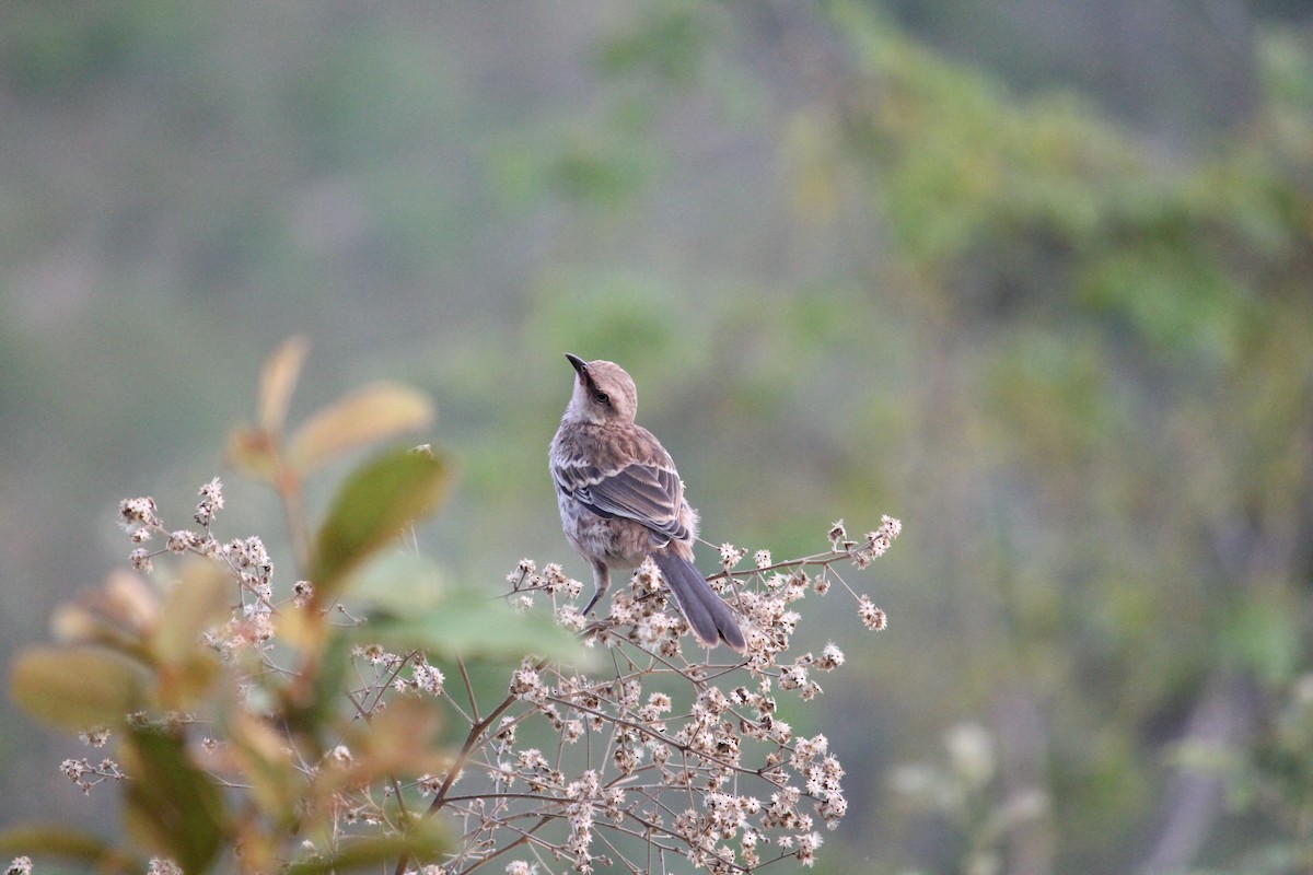 マミジロマネシツグミ - ML644551786