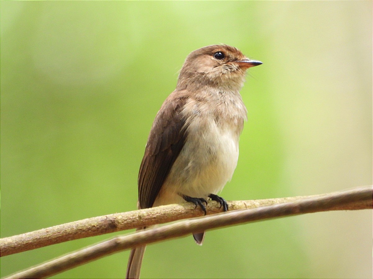 African Dusky Flycatcher - ML644551795
