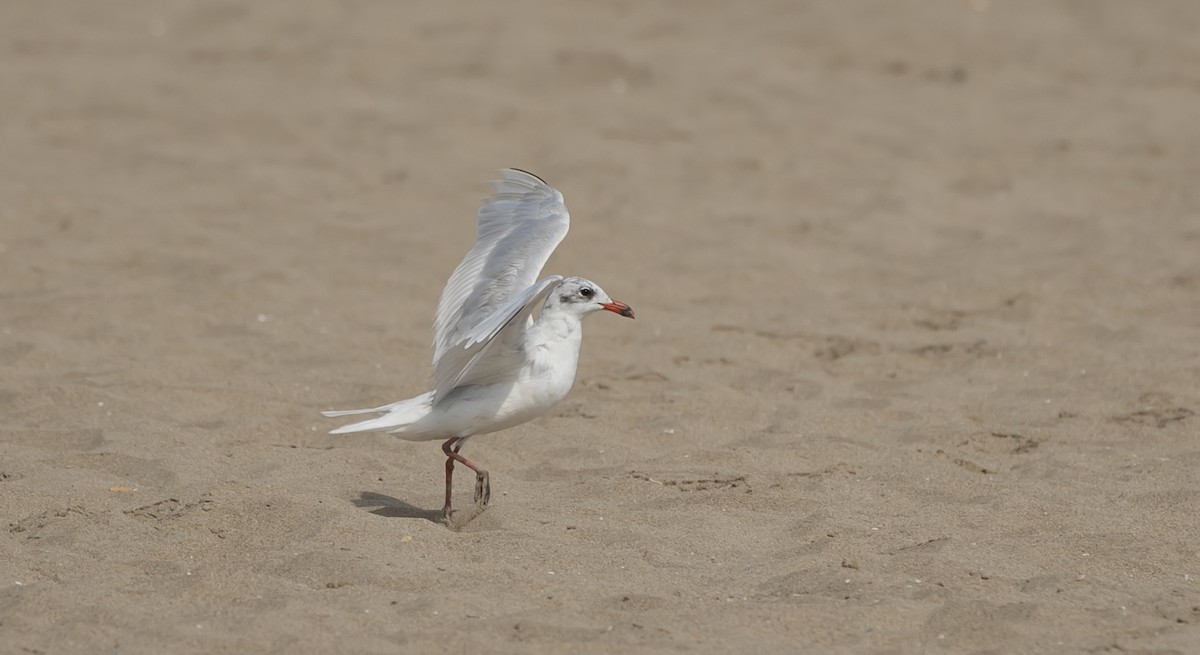 Mediterranean Gull - ML644551797