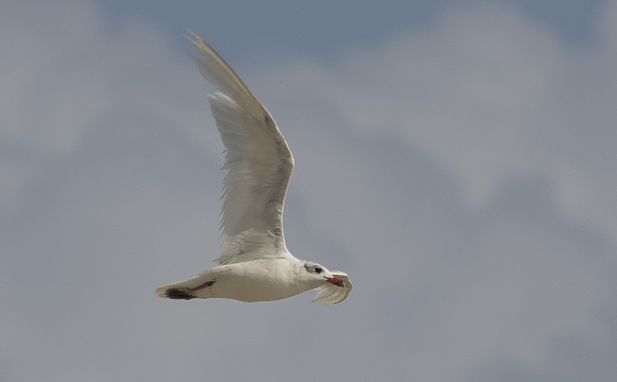 Mediterranean Gull - ML644551798