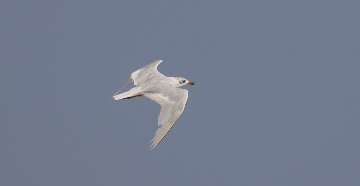 Mediterranean Gull - ML644551801