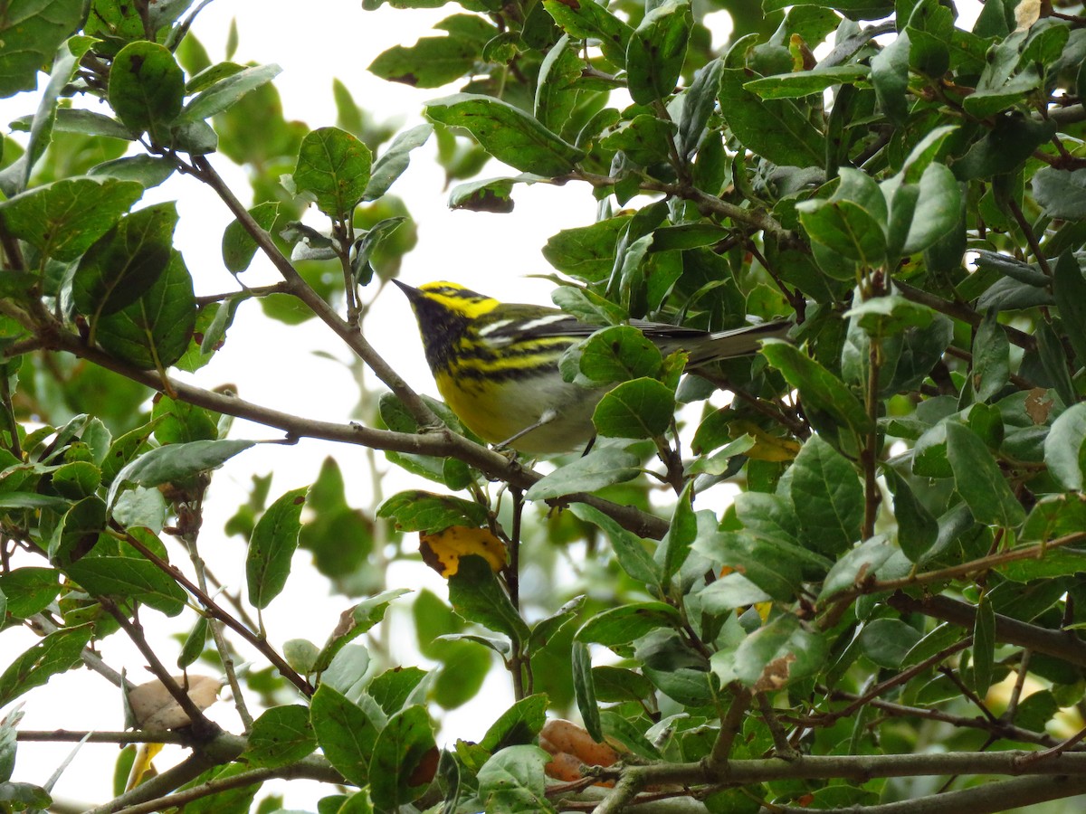 Townsend Ötleğeni - ML644551805