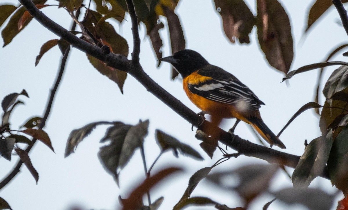 Oriole de Baltimore - ML644551813