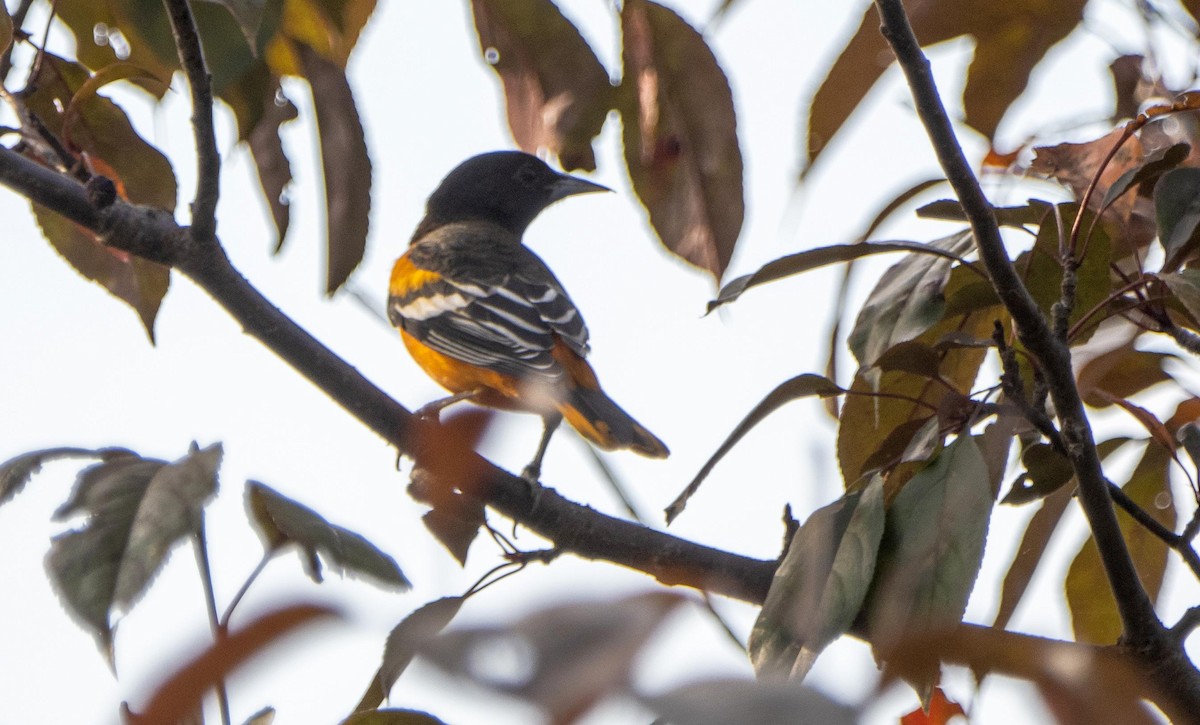 Oriole de Baltimore - ML644551814
