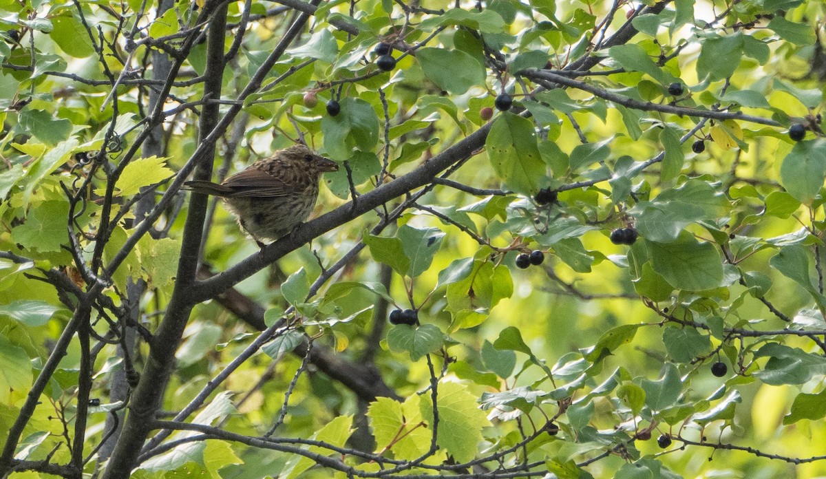 sangspurv - ML644551816