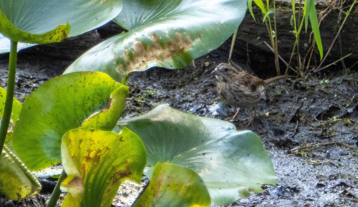 sangspurv - ML644551817