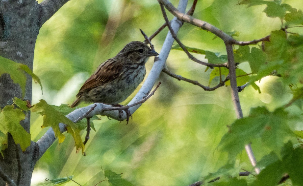 sangspurv - ML644551818