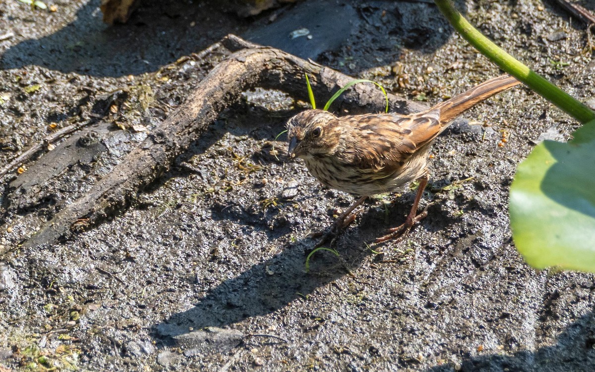 sangspurv - ML644551819