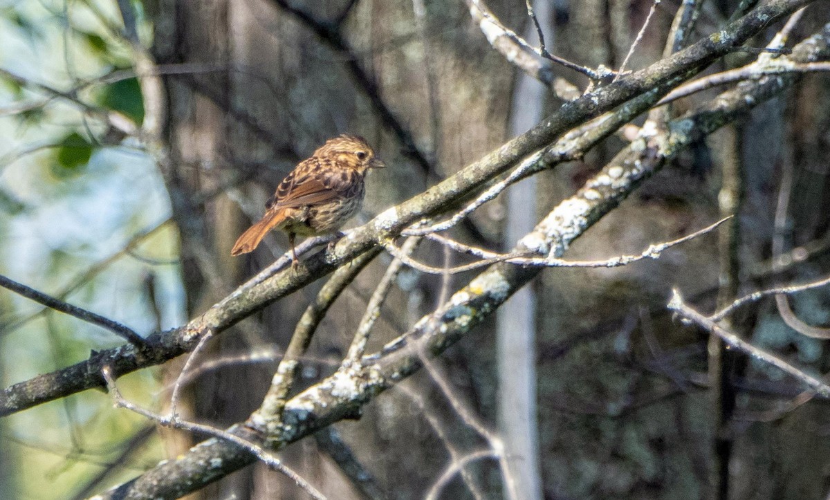 sangspurv - ML644551820