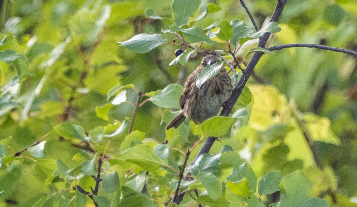 sangspurv - ML644551821