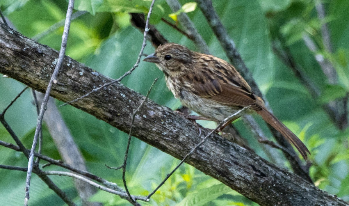 sangspurv - ML644551822