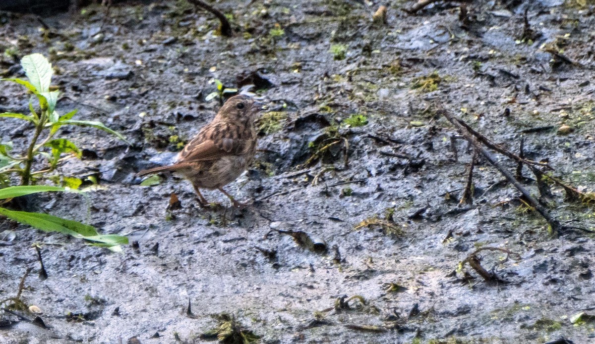 sangspurv - ML644551823