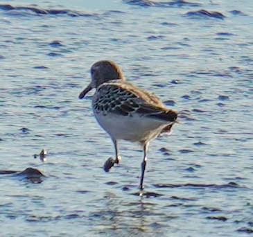 jespák tundrový - ML644551832