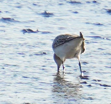 jespák tundrový - ML644551833