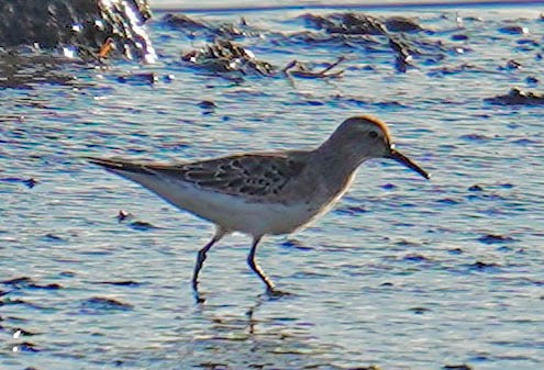 jespák tundrový - ML644551834