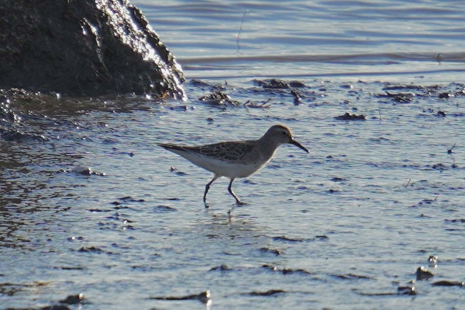 jespák tundrový - ML644551835