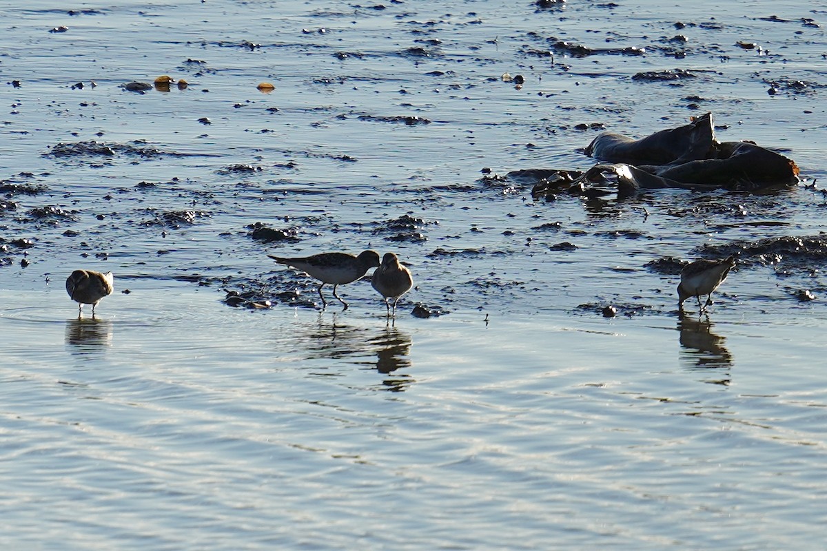 jespák tundrový - ML644551836