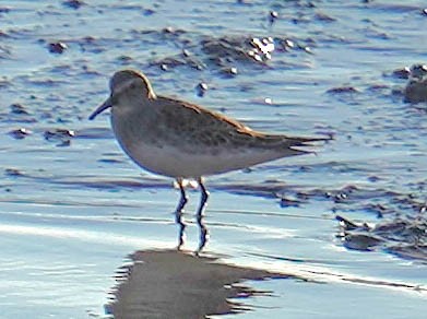 jespák tundrový - ML644551837