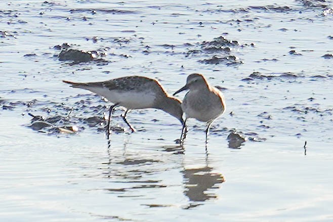 jespák tundrový - ML644551838