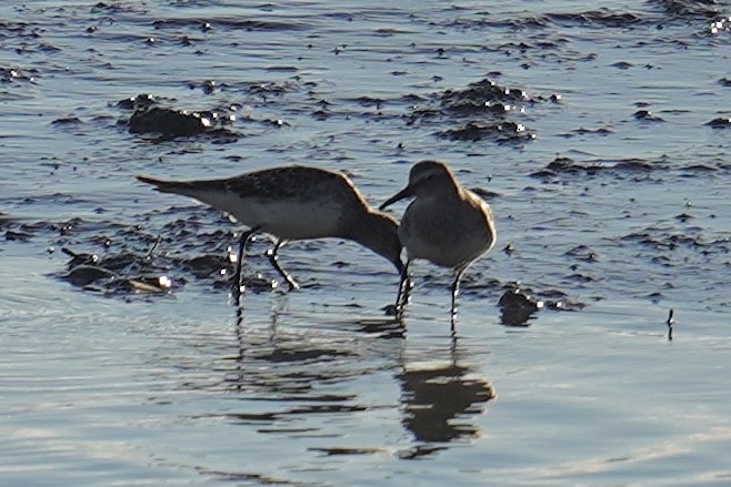 jespák tundrový - ML644551839