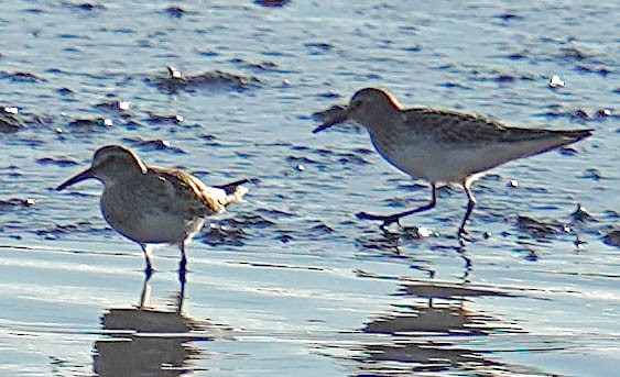 jespák tundrový - ML644551840